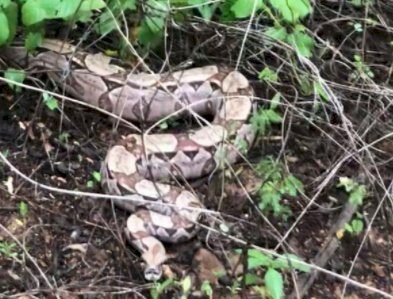 SERTÃO - Cobra encontrada nas proximidades de colégio é resgatada pelo Corpo de Bombeiros 