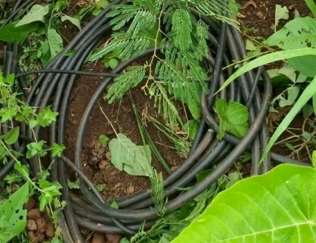 Polícia prende suspeito de furto de cabos elétricos da Cagepa 