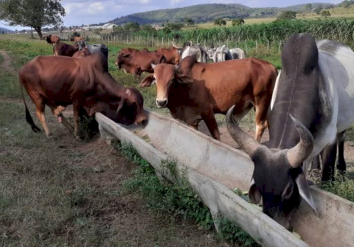 Segunda etapa da campanha nacional de vacinação contra a febre aftosa