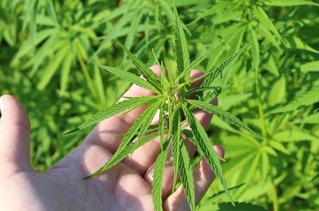 Maconha 