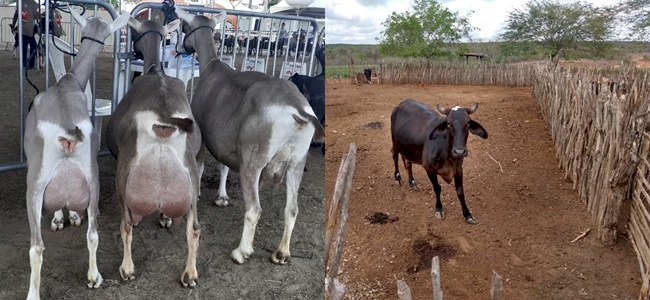 Empaer e parceiros promovem 16º Festival do Leite Caprino e Bovino em Santa Cecília