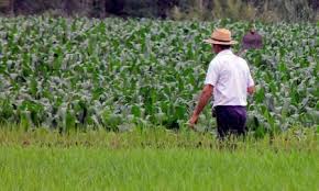 Agricultor