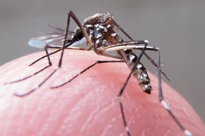 6 milhões de casos e 4 mil mortes por dengue no Brasil
