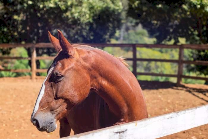 Exigência de teste para mormo em cavalos