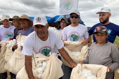 Atingidos por barragem iniciam colheita de algodão branco agroecológico na Paraíba