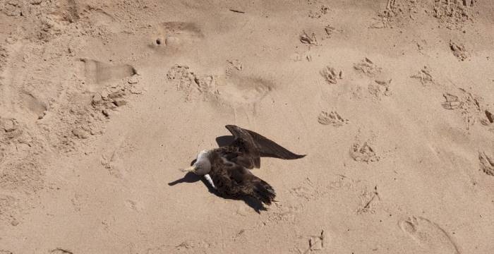 Aves encontradas na Paraíba não morreram por Influenza Aviária