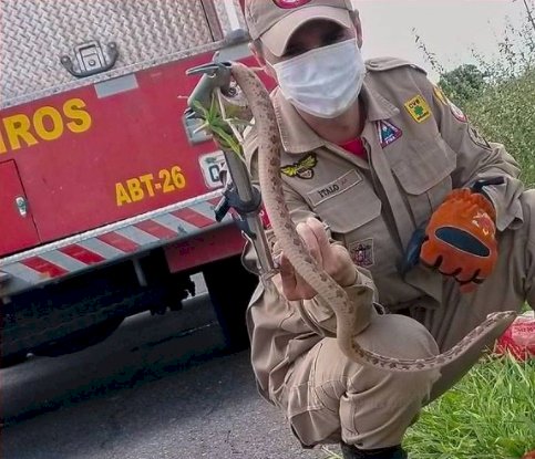 Cobra é capturada pelo Corpo de Bombeiros no município de Sousa 