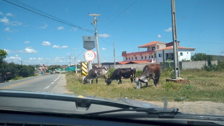 Animais apreendidos pela PRF, no Sertão da PB 
