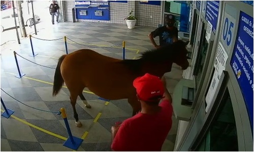 Cavalo 