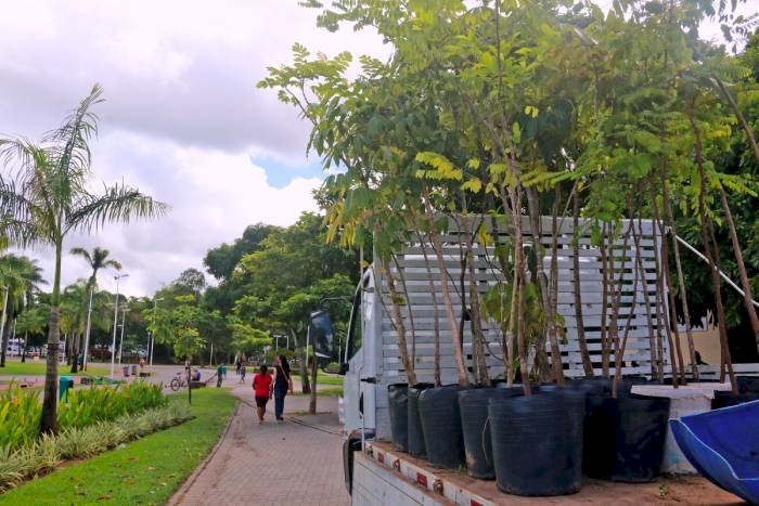 Secretaria de Meio Ambiente (Semam), plantou e distribuiu 17 mil mudas de árvores nativas durante o ano de 2022