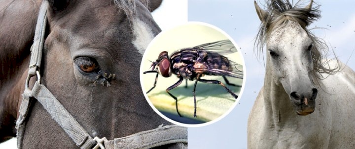 Imagem de cavalos infectados 