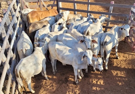 Ministério da Agricultura investiga suspeita de vaca louca