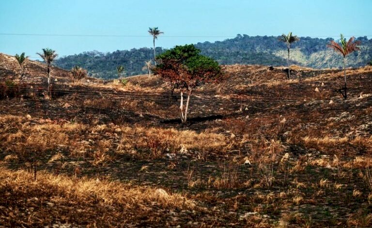 Desde 2019, o estado acumulou 133 mil focos de destruição