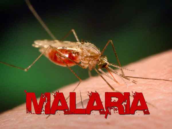 malária 