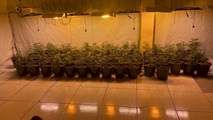 Plantação clandestina de maconha