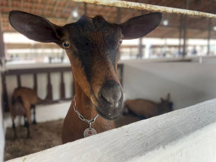 Paraíba é o maior produtor de leite de cabra do Brasil