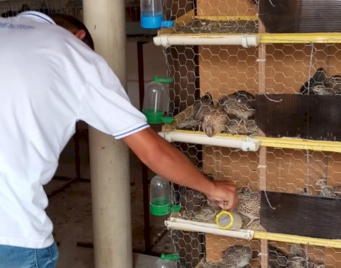 Alunos de Escola Técnica do Estado desenvolvem Projeto Codornas de Taperoá e aprendem sobre criação e comercialização