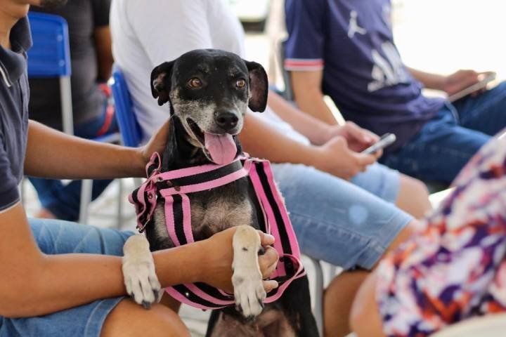A Feira de serviços: Aqui Tem Mais Saúde conta ainda com duas unidades móveis