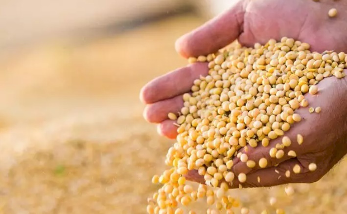 Clima adverso influencia na produção de grãos na safra 2022/23, estimada em 310,9 milhões de toneladas
