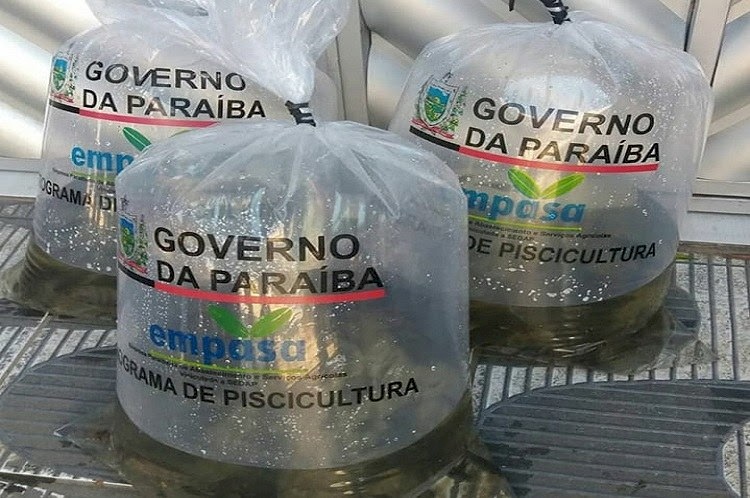 Alevinos das espécies tilápia, tambaqui distribuidos pelo governo em Cajazeirinhas 
