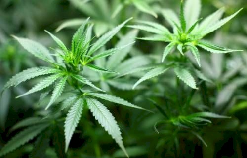 Anvisa proíbe importação de cannabis in natura e partes da planta