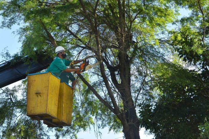 300 pedidos por mês para corte e poda de árvores em espaços públicos da Capital