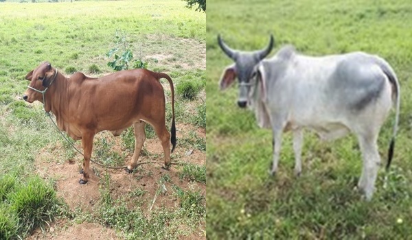 Gado Sindi e Guzerá 