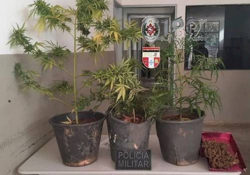 Polícia Militar identifica cultivo de drogas na Zona Rural de Teixeira, após denúncia
