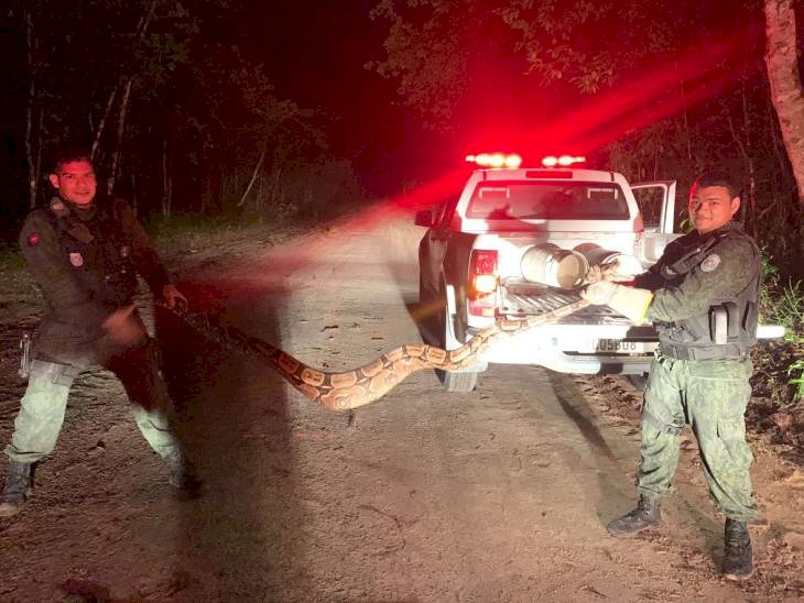 Polícia Ambiental captura três serpentes