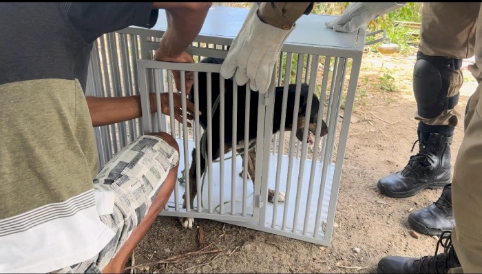 Operação Quatro Patas deflagrada pelas Forças de Segurança
