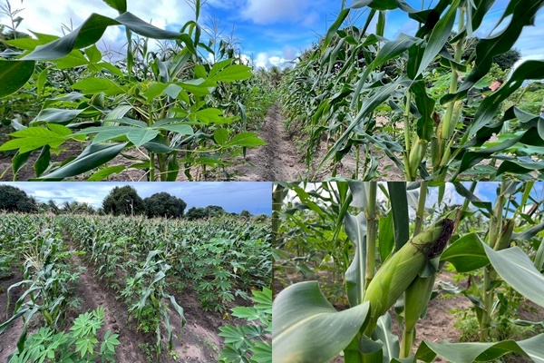 Agricultores atendidos pela Prefeitura de João Pessoa comemoram colheita do milho
