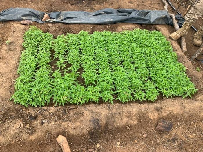Erradicação de plantios de maconha no Sertão pernambucano