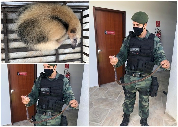 Batalhão de Polícia Ambiental entra em alerta para atender chamados de resgates de animais a partir deste mês