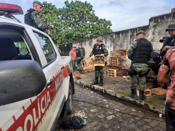 Aves silvestres apreendidas em feira, na cidade de Guarabira