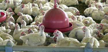 Frangos Contaminados