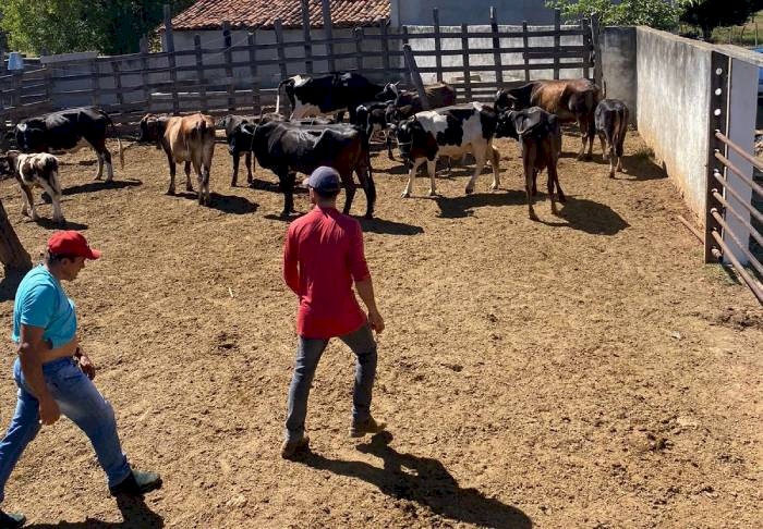 Melhoramento genético dos rebanhos bovinos em todo o país