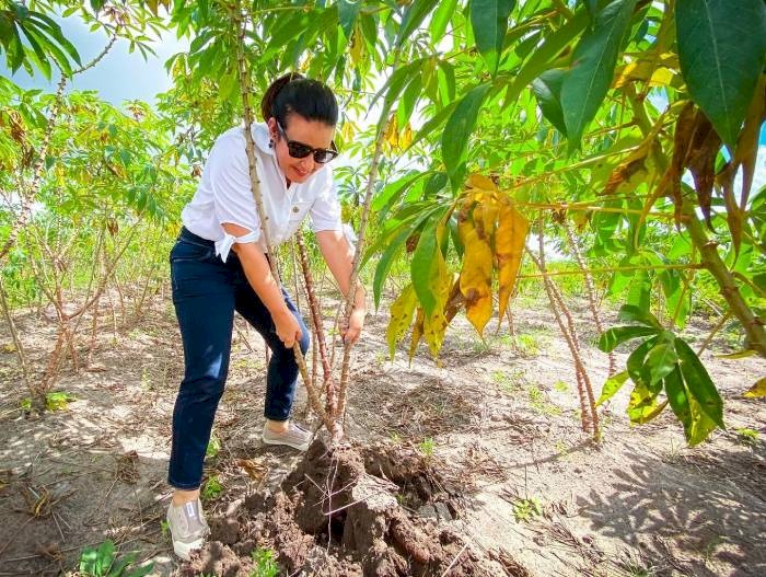 Pollyanna Dutra em visita aos espaços de cultivo comercial e jardins clonais de mandioca