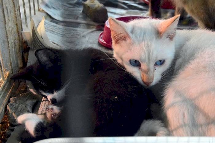 Cuidados que deve tomar com gatos para evitar proliferação da esporotricose