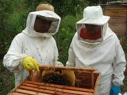 Apicultores