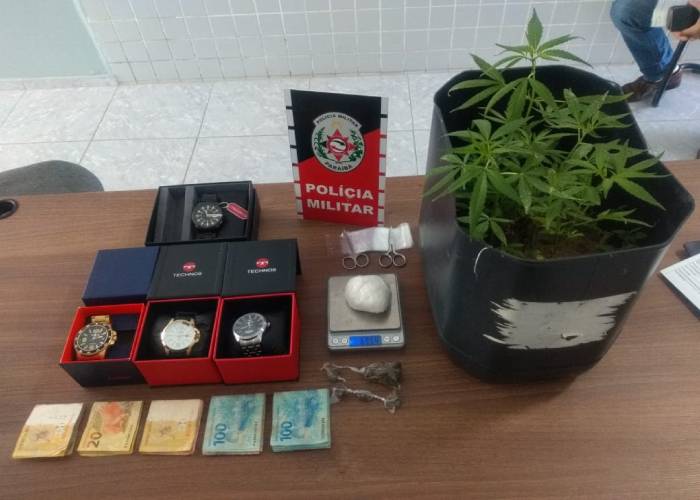 Pés de Maconha e Cocaína
