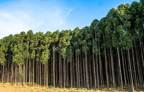 Indústria brasileira faz a sua parte na redução de emissões