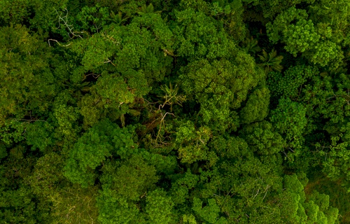 Brasil lidera com a maior parcela do território coberto por florestas entre os competidores internacionais do agronegócio, diz Ipea