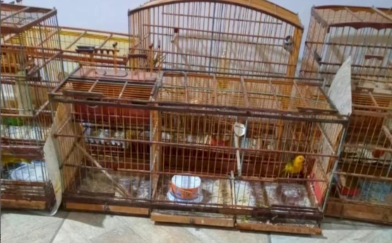 Aves silvestres resgatada pelo Batalhão de Polícia Ambiental da Paraíba  em João Pessoa