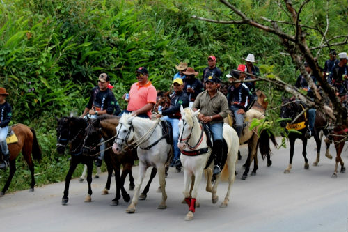 cavalos