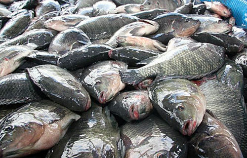pescado