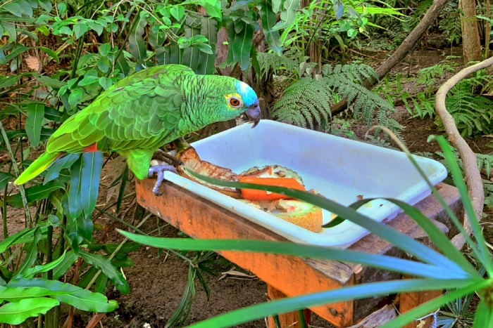 Importância dos cuidados com a causa animal
