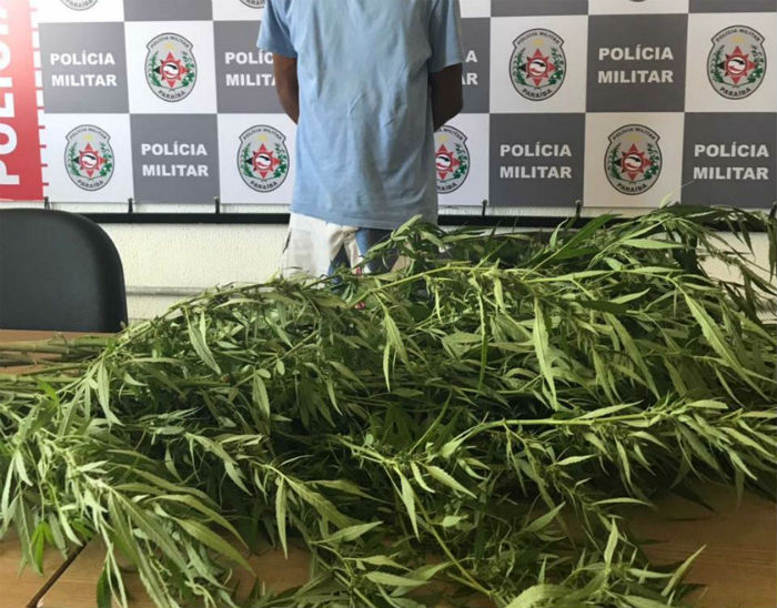 Maconha