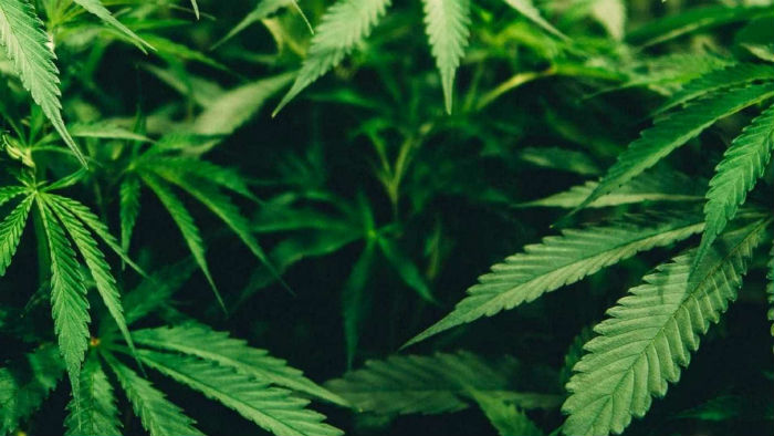 Maconha