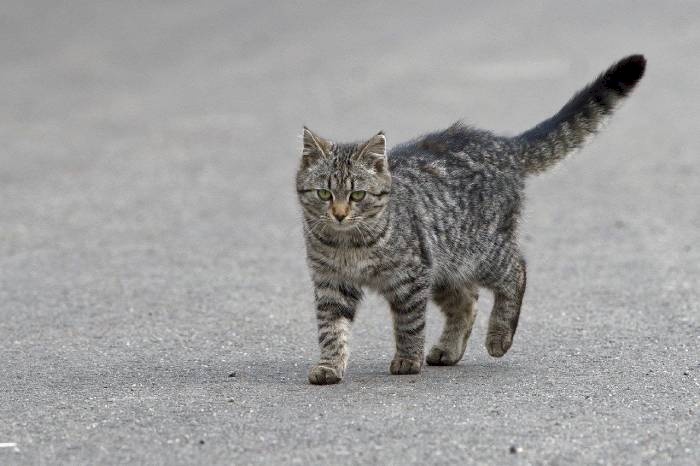 Abandono de animais é crime