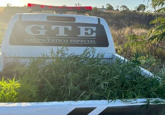 Mais de 100 pés de maconha apreendidos na Paraíba